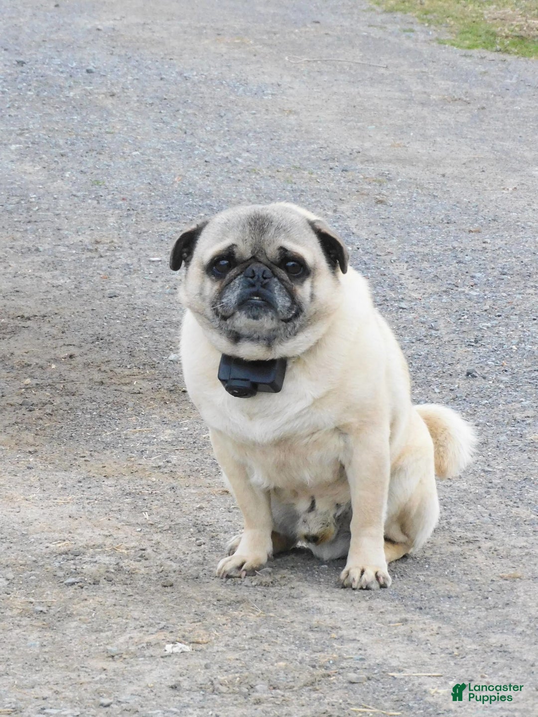 Pug dogs for sale: Pacifica - Image 13