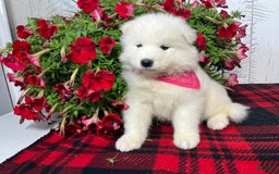 Samoyed dogs for sale: Bonnie - Image 3