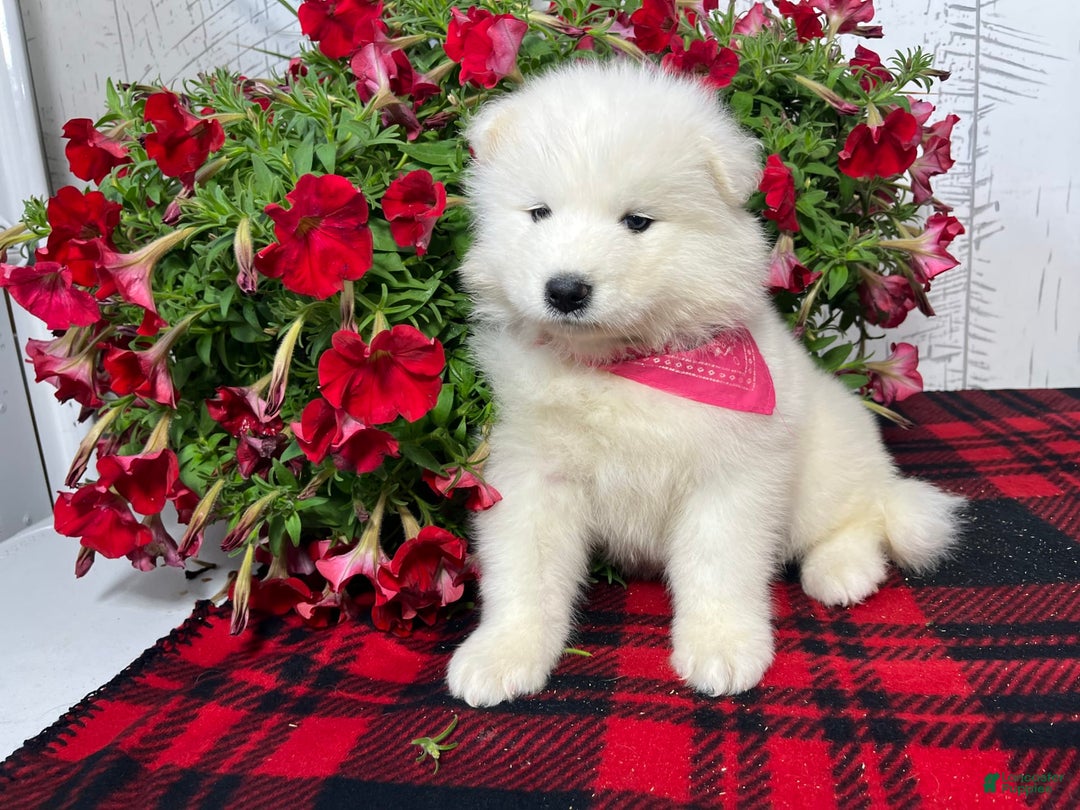 Samoyed dogs for sale: Bonnie - Image 3