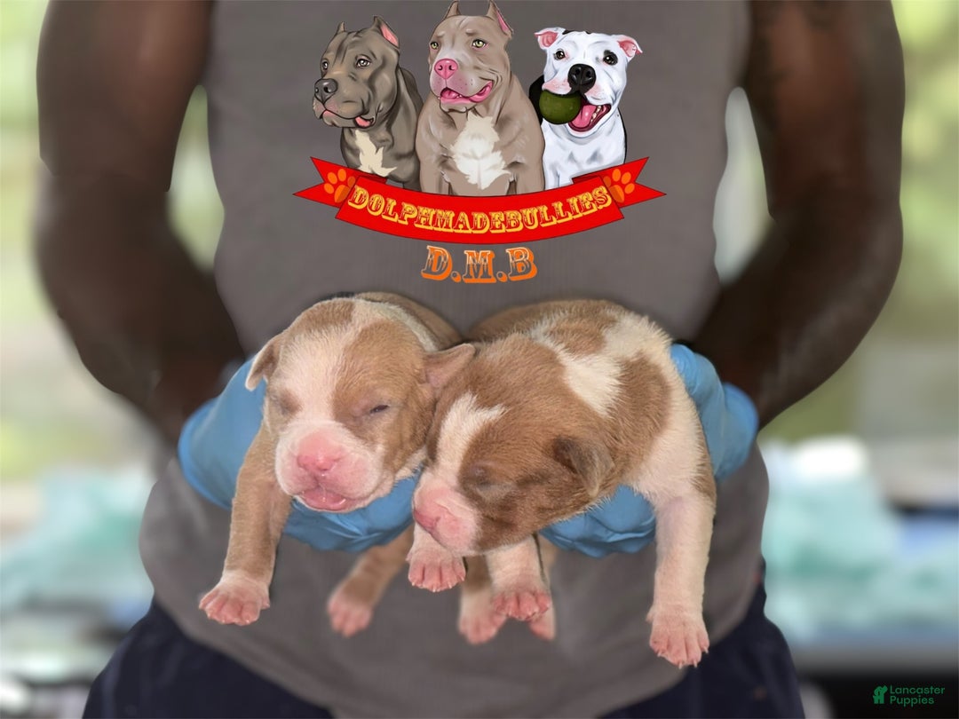 American Bully dogs for sale: American Bully Tri Xl - Image 8