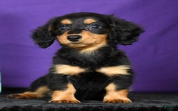Miniature Dachshund dogs for sale: Delilah - Image 9