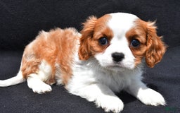 Cavalier King Charles Spaniel dogs for sale: Jethro - Image 1