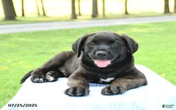 Cane Corso dogs for sale: Moonlight - Image 4