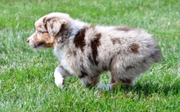 Australian Shepherd dogs for sale: Australian Shepherd 7 puppies - Image 13