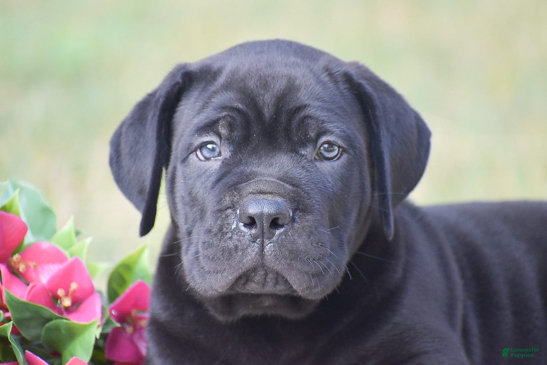 Cane Corso dogs for sale: Riley - Image 4