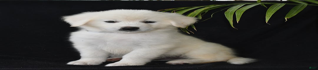 Kasper
