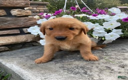 Golden Retriever dogs for sale: Jasper - Image 3