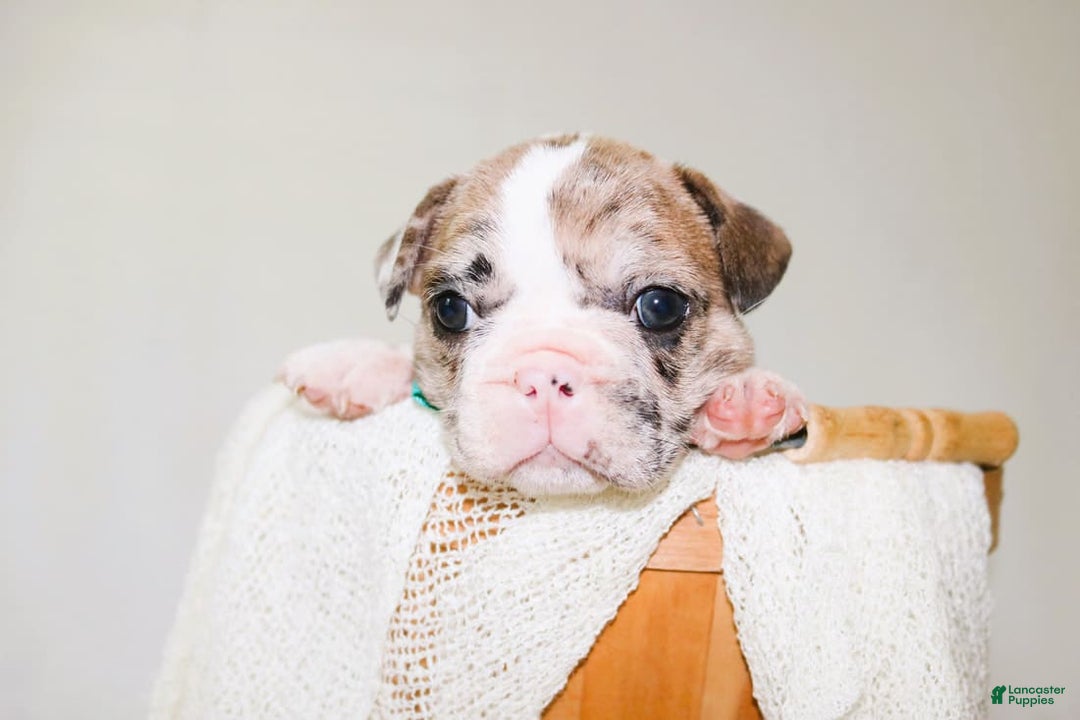French Bulldog dogs for sale: Zeus Akc - Image 5