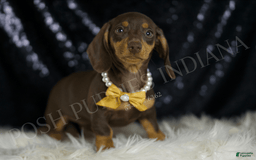 Miniature Dachshund dogs for sale: Bama - Image 4