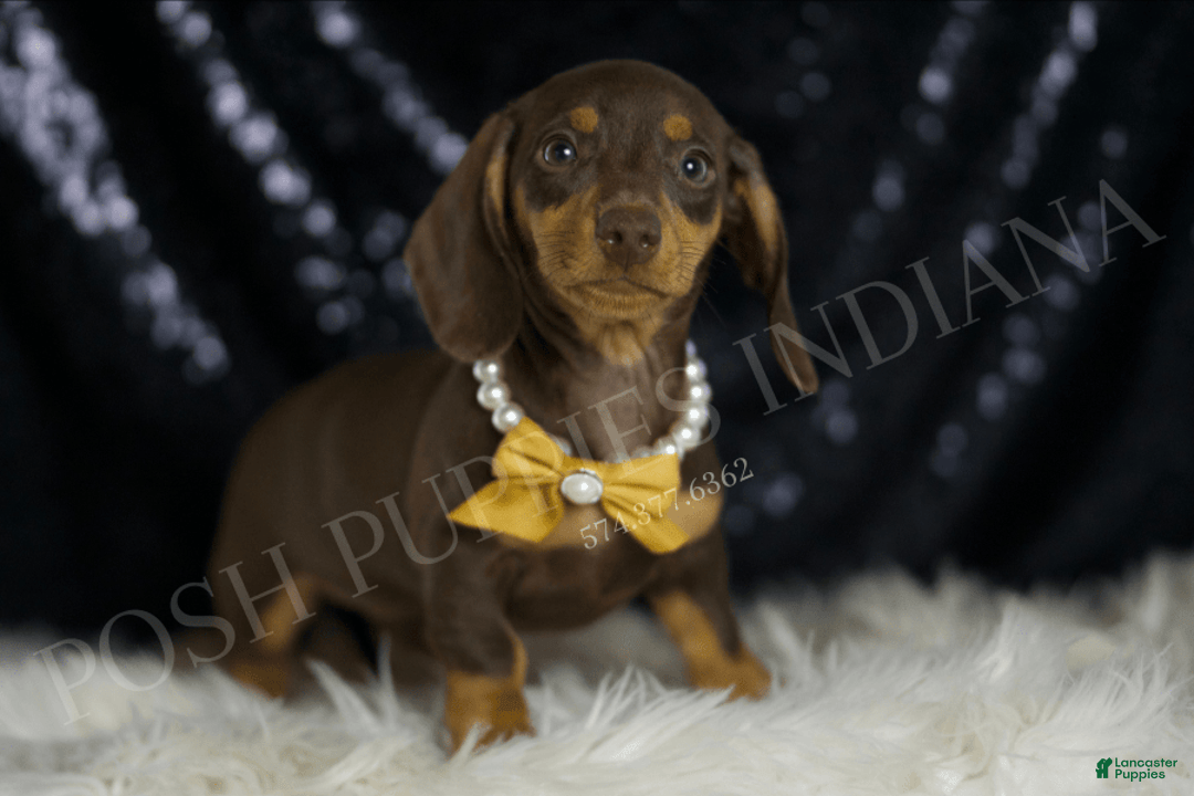 Miniature Dachshund dogs for sale: Bama - Image 4