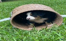 Bernese Mountain Dog dogs for sale: Elsa - Image 10
