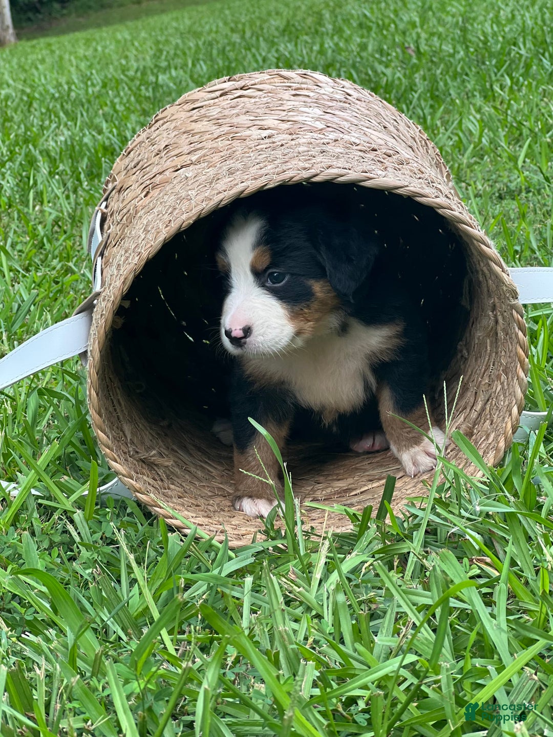 Bernese Mountain Dog dogs for sale: Elsa - Image 10