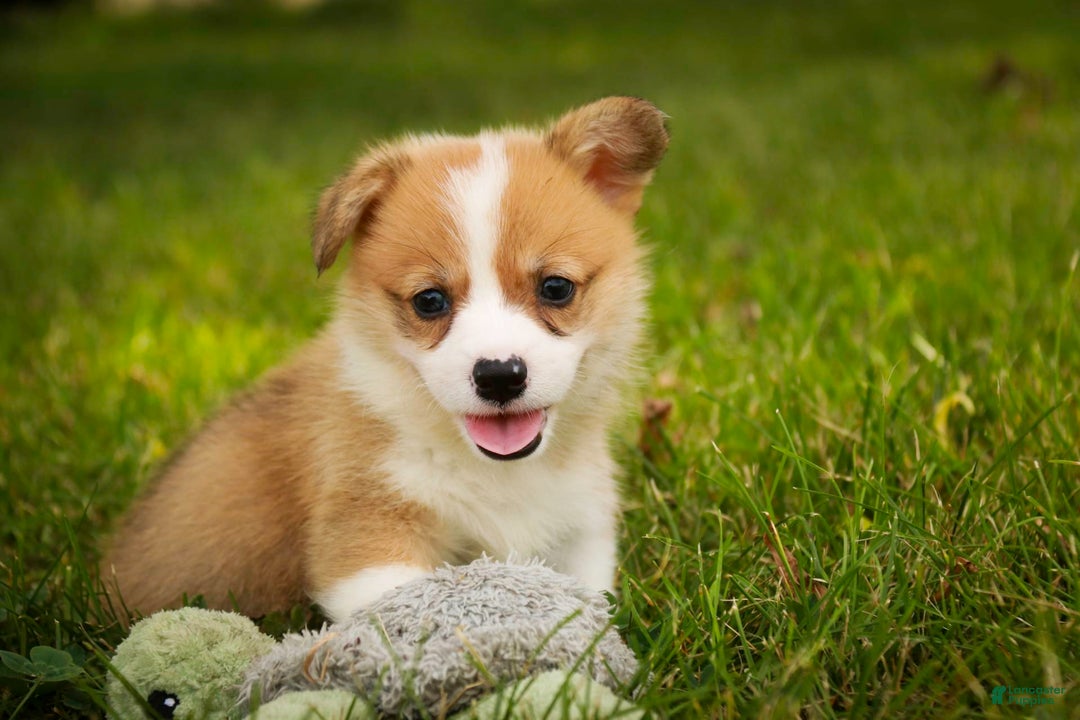 Welsh Corgi Pembroke dogs for sale: Custard - Image 6