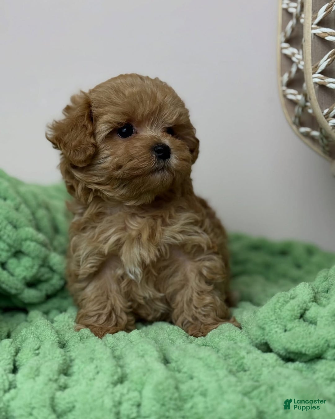 Maltipoo dogs for sale: Zani - Image 5
