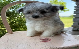Pomapoo dogs for sale: Mason - Image 7