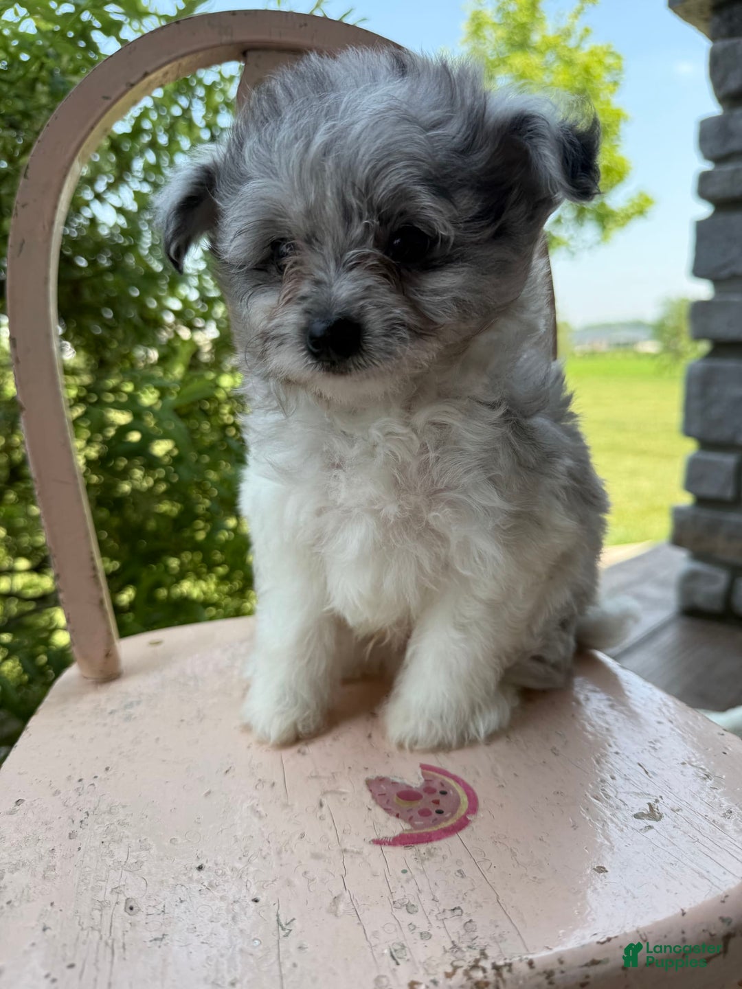 Pomapoo dogs for sale: Mason - Image 7