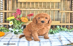 Mini Goldendoodle dogs for sale: Prince - Image 2