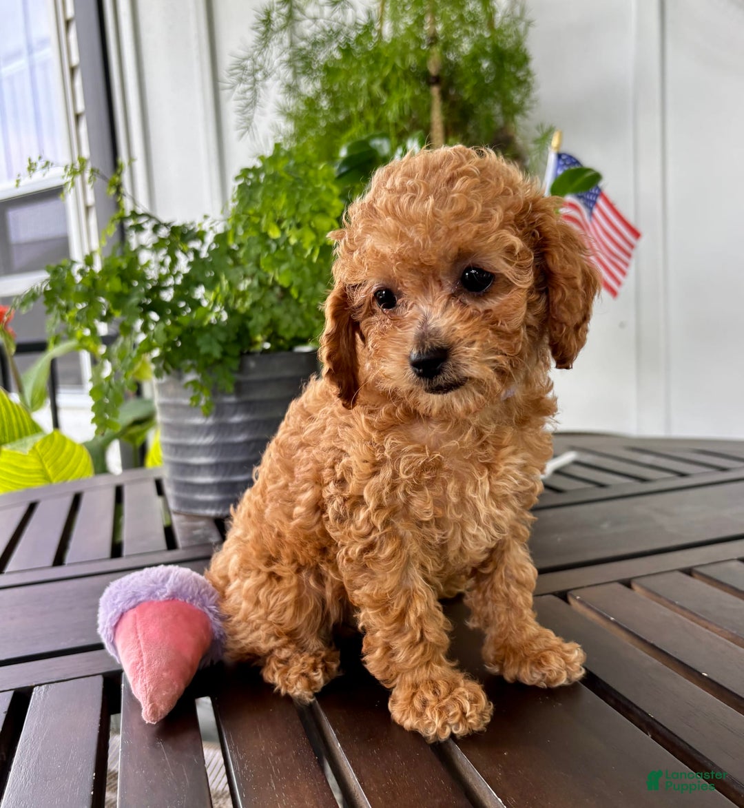Cavapoo dogs for sale: Iris - Image 2