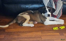 Saint Bernard dogs for sale: Rayito - Image 2