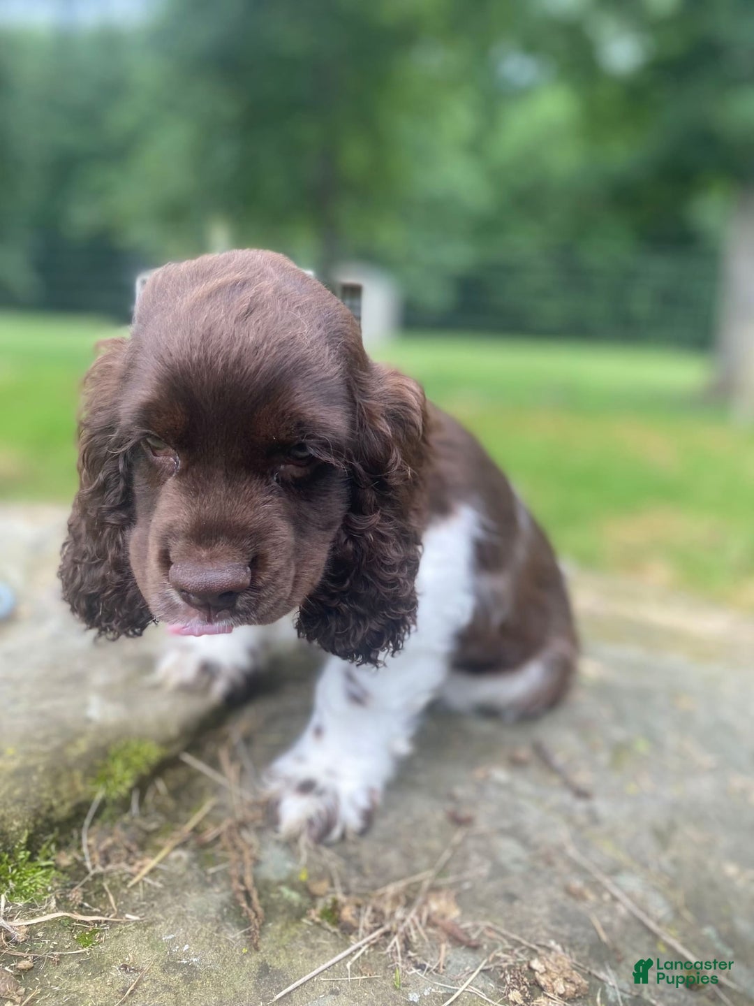 Cocker Spaniel dogs for sale: Chip - Image 1