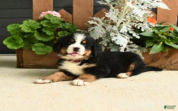 Bernese Mountain Dog dogs for sale: Millie - Image 2