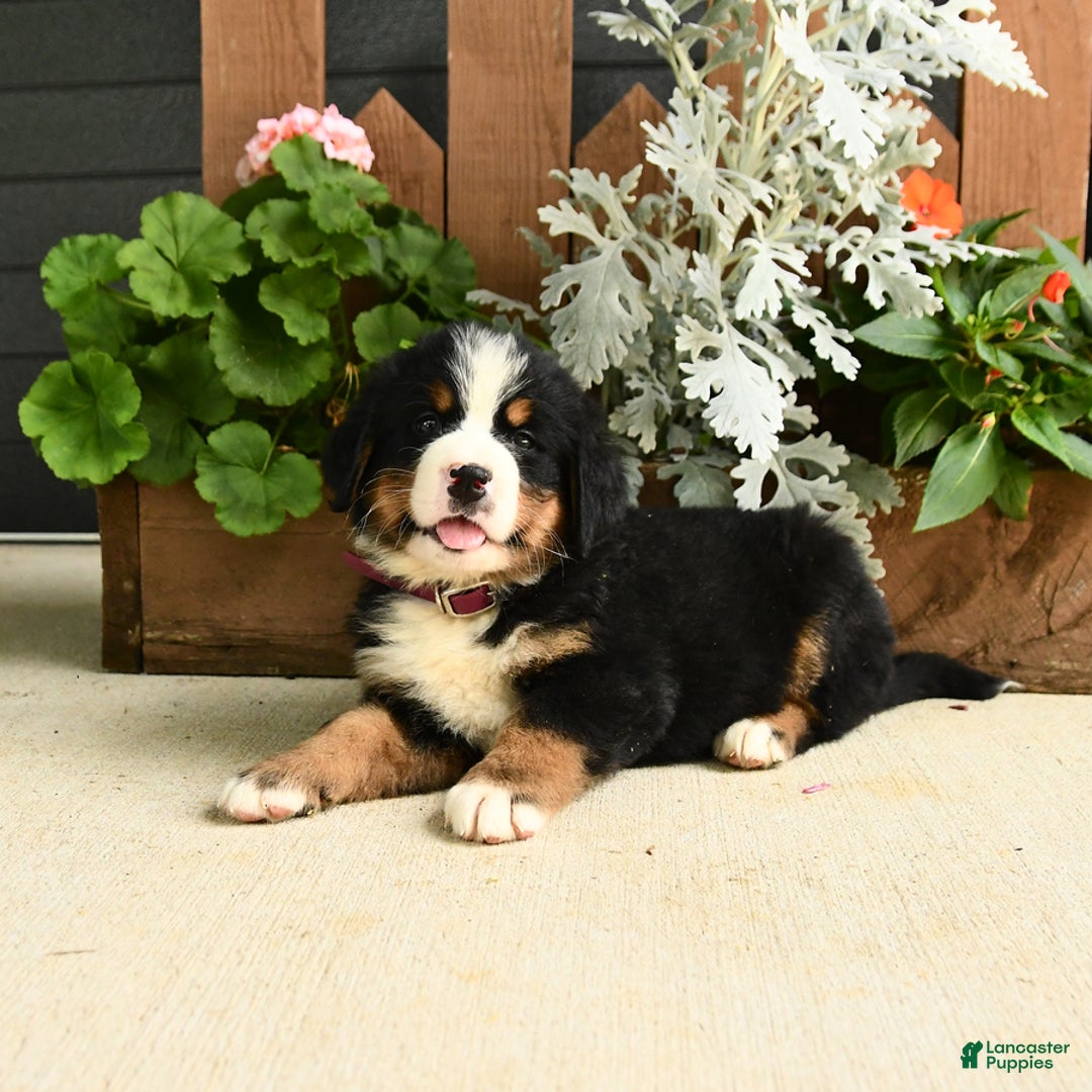 Bernese Mountain Dog dogs for sale: Millie - Image 2