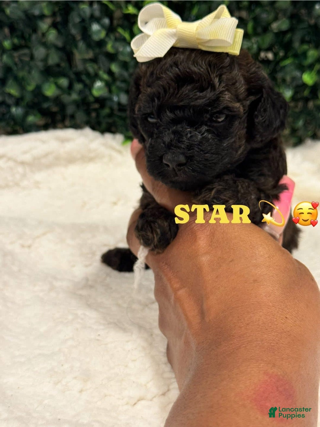Miniature Poodle dogs for sale: Star - Image 3