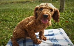 Cavapoo dogs for sale: Lily - Image 7