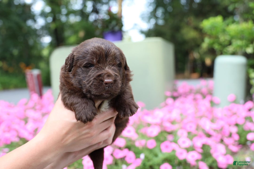 Newfoundland dogs for sale: Cocoa - Image 3