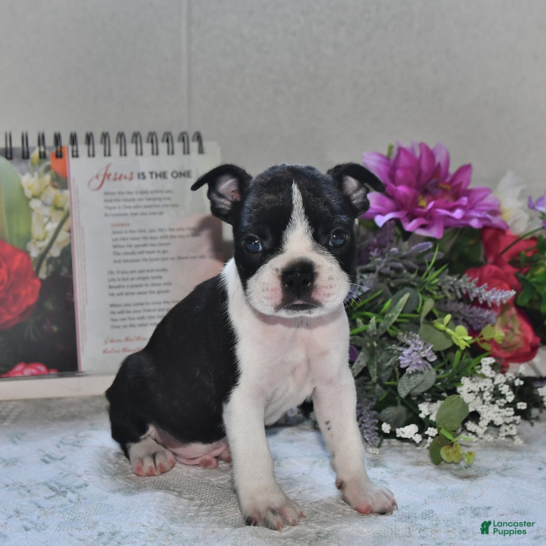 Boston Terrier dogs for sale: Jeffery - Image 2