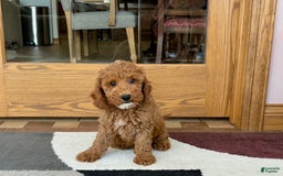 Cockapoo dogs for sale: Glen - Image 3