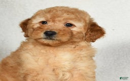 Mini Goldendoodle dogs for sale: Amber - Image 2
