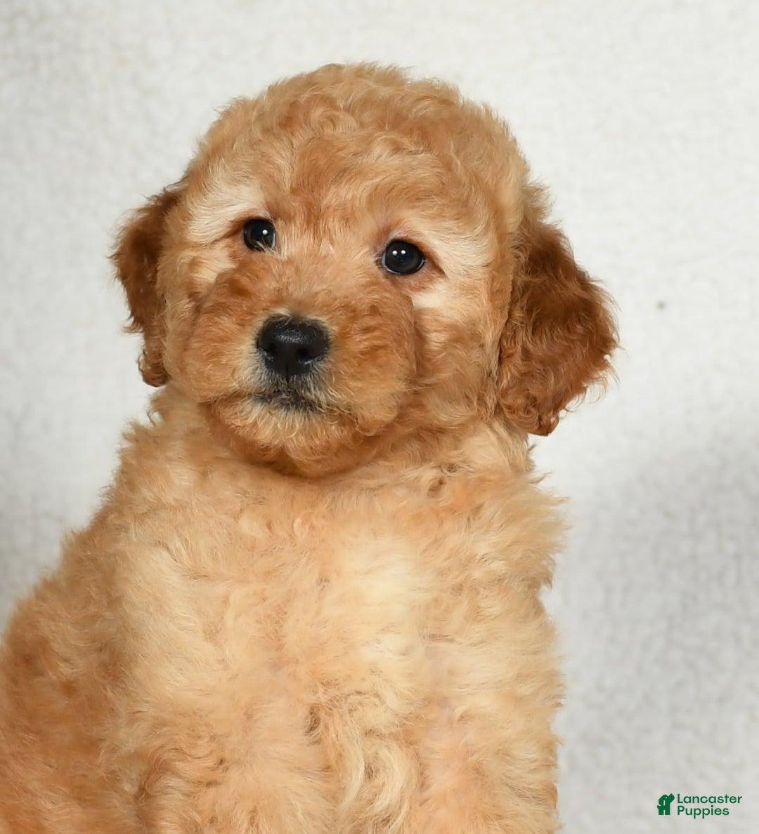 Mini Goldendoodle dogs for sale: Amber - Image 2