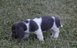 Basset Hound dogs for sale: Jed - Image 7