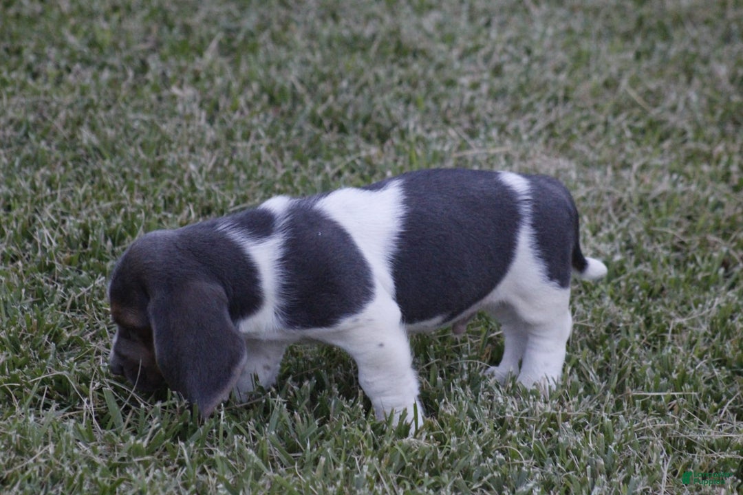 Basset Hound dogs for sale: Jed - Image 7