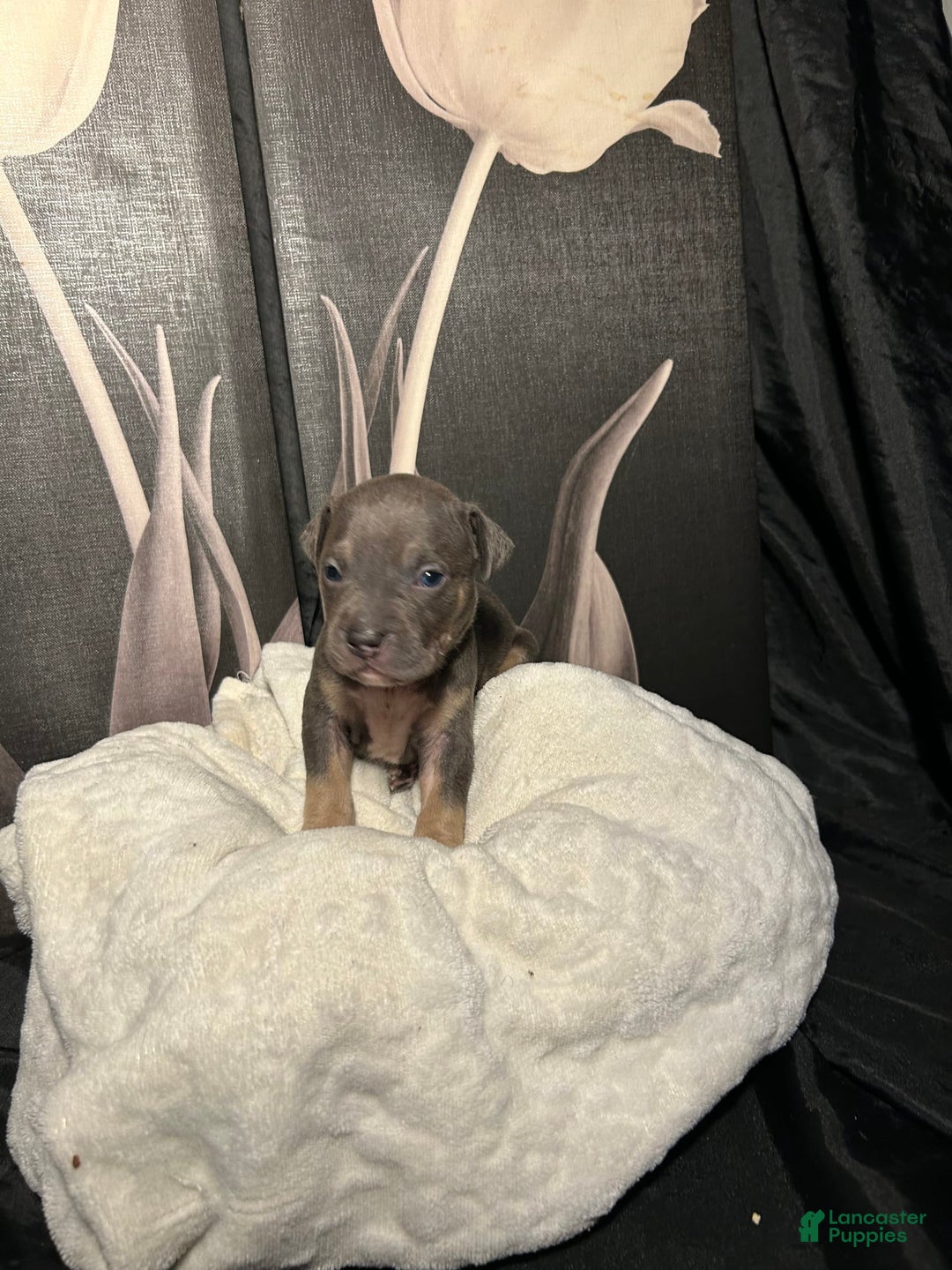 American Bully dogs for sale: Wolf - Image 9