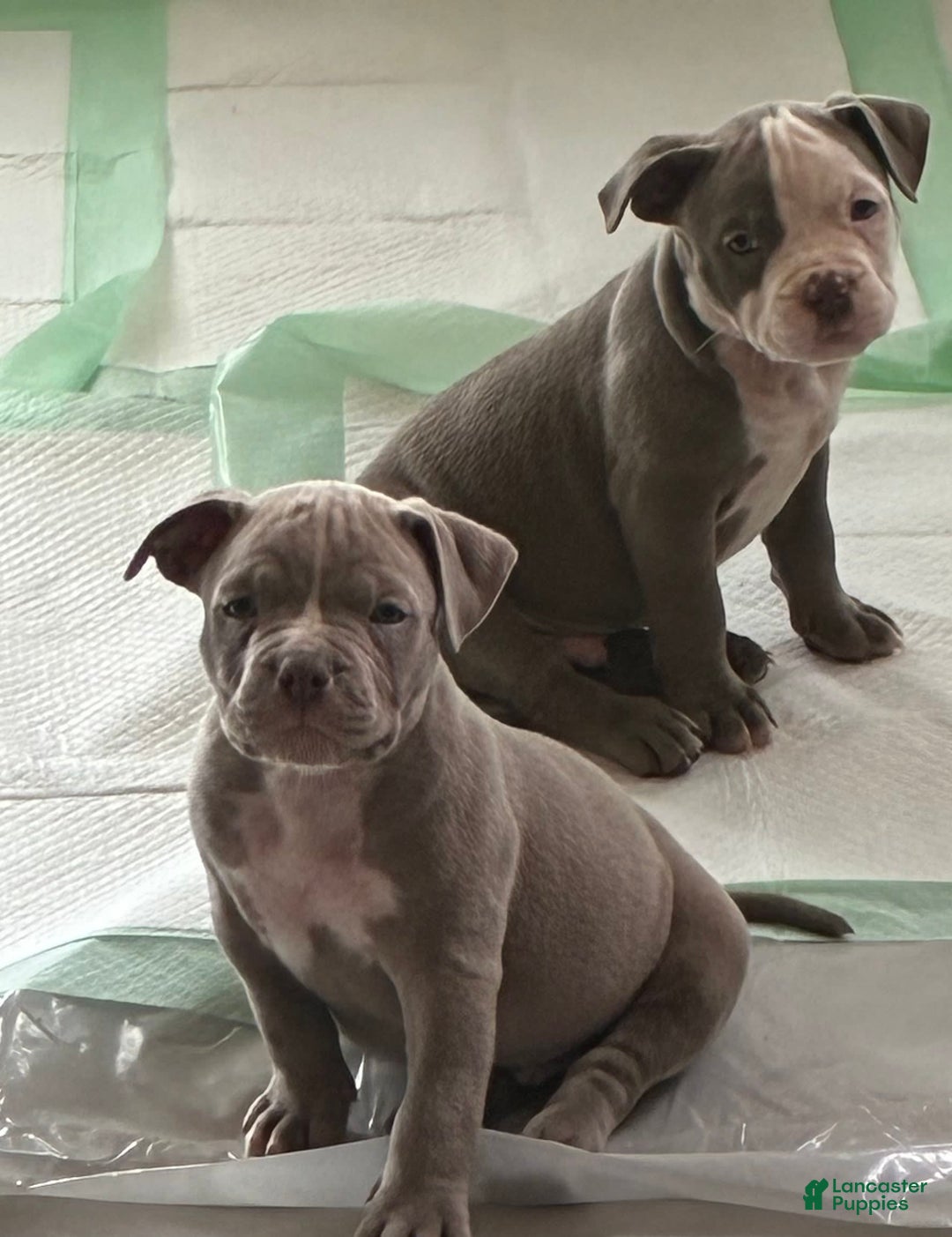 American Bully dogs for sale: Moe - Image 16