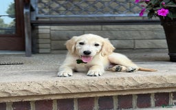 Golden Retriever dogs for sale: Henry - Image 2