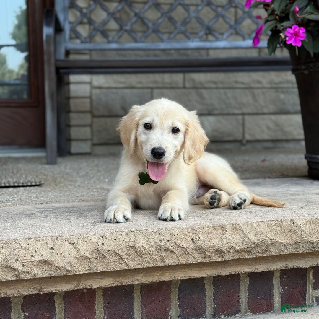 Golden Retriever dogs for sale: Henry - Image 2