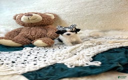 Yorkiepoo dogs for sale: Cherry - Image 7