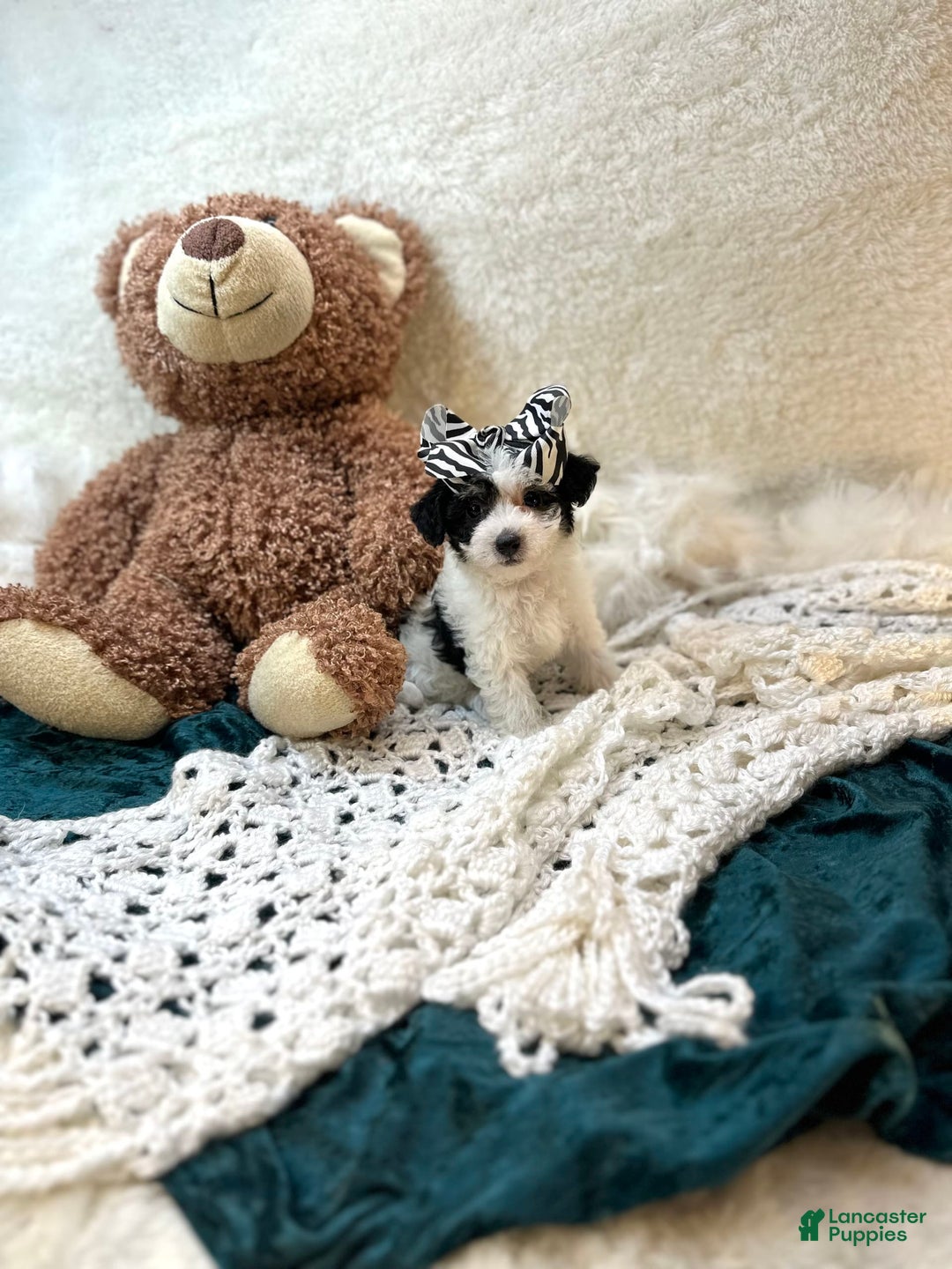 Yorkiepoo dogs for sale: Cherry - Image 7