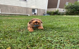 Mini Goldendoodle dogs for sale: Peanut - Image 2