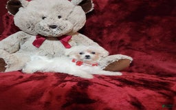 Malshi dogs for sale: Lacey - Image 5