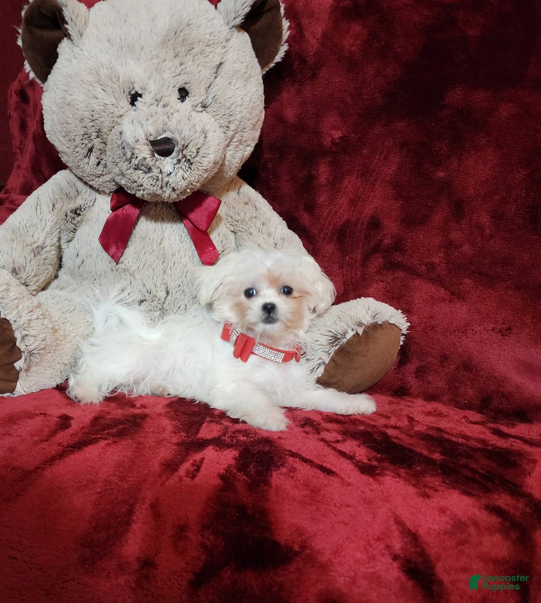 Malshi dogs for sale: Lacey - Image 5