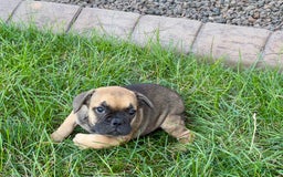 French Bulldog dogs for sale: Candice - Image 3