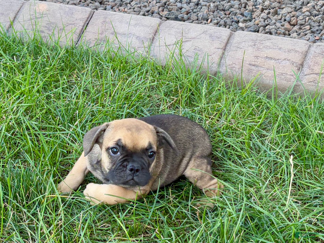 French Bulldog dogs for sale: Candice - Image 3