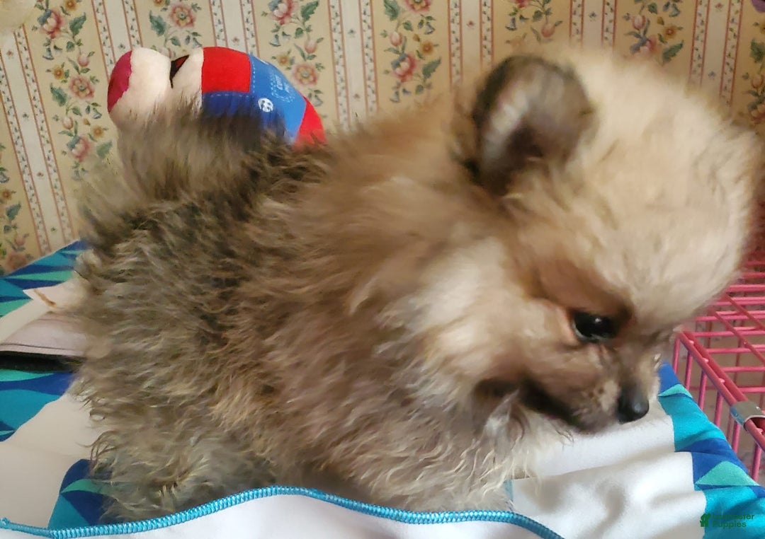 Pomeranian dogs for sale: June - Image 6