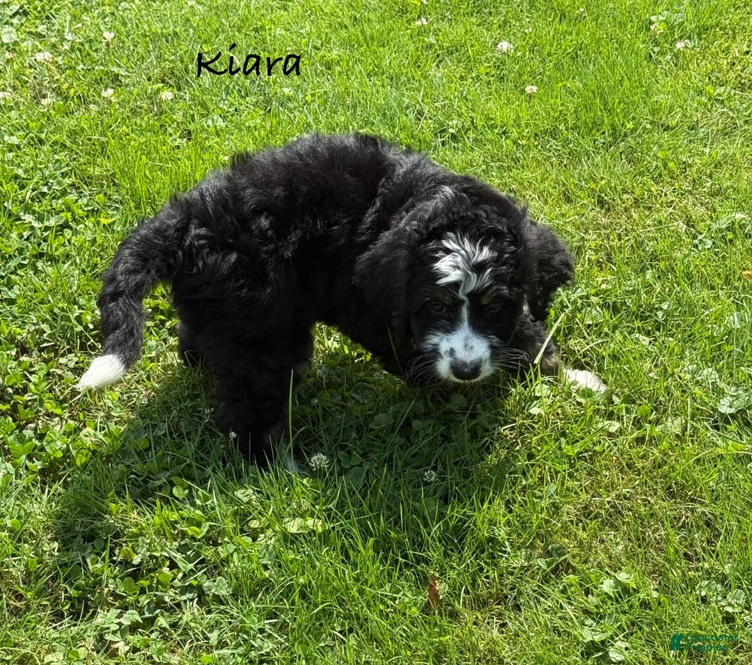 Bernedoodle dogs for sale: Kiara - Image 2