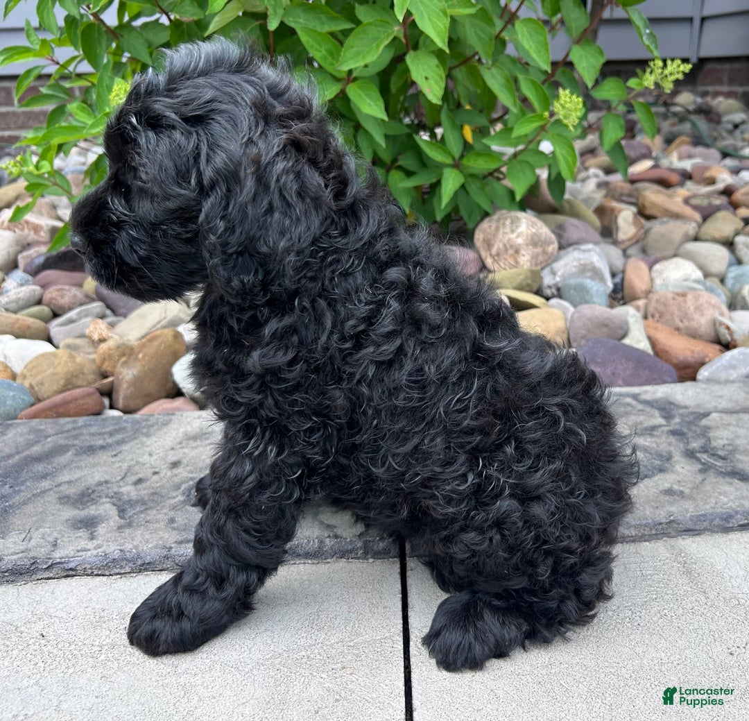 Portuguese Water Dog dogs for sale: Bailey - Image 3