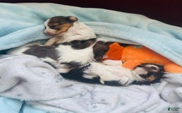 Yorkshire Terrier dogs for sale: Beanie - Image 11
